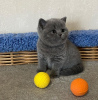 Photo №2 de l'annonce № 121989 de la vente british shorthair - acheter à La Grande-Bretagne 