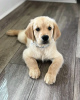 Photo №4. Je vais vendre golden retriever en ville de Munich. annonce privée - prix - 400€