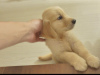 Photo №1. golden retriever - à vendre en ville de Hamar | Gratuit | Annonce №95973