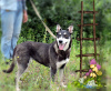 Photo №2 de l'annonce № 24669 de la vente chien bâtard - acheter à Fédération de Russie annonce privée