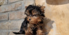 Photo №3. Chiots yorkshire terrier. Allemagne