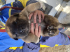 Photo №4. Je vais vendre chien bâtard en ville de Ryazan. annonce privée - prix - 95€