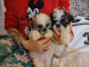 Photo №1. shih tzu - à vendre en ville de Ar-Rayyan | négocié | Annonce №52233