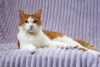 Photos supplémentaires: Souris de chat intelligent et beau tricolore