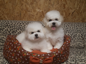 Photos supplémentaires: Bichon Frise Chiots