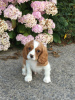 Photo №3. Adorables chiots Cavalier King Charles en adoption gratuite. Allemagne