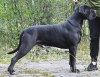 Photos supplémentaires: Chiots Cane Corso