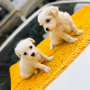 Photos supplémentaires: CHIOTS MALTAIS DISPONIBLES POUR ALLER DANS TOUTE BELLE FAMILLE