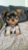 Photo №1. yorkshire terrier - à vendre en ville de Fremont | 379€ | Annonce №102459