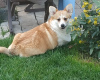 Photo №4. Je vais vendre welsh corgi en ville de Gomel. annonce privée - prix - 687€