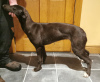 Photo №2 de l'annonce № 46384 de la vente lévrier greyhound - acheter à Irlande éleveur