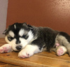 Photo №1. husky de sibérie - à vendre en ville de Rochester | 473€ | Annonce №99744