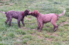 Photos supplémentaires: Chiots Lagotto Romagnolo