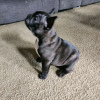 Photo №3. Chiots Frenchie maintenant disponibles. Allemagne