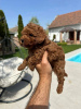 Photo №1. caniche (jouet) - à vendre en ville de Werbass | négocié | Annonce №100077