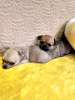 Photos supplémentaires: Mini Chihuahua type Cobby à vendre en Géorgie.