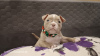 Photo №4. Je vais vendre american bully en ville de Riga. annonce privée - prix - 1500€