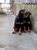 Photo №3. Chiots rottweilers. Serbie