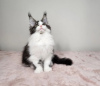 Photo №1. maine coon - à vendre en ville de Cincinnati | 331€ | Annonce № 110709