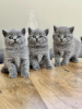 Photo №1. british shorthair - à vendre en ville de Cologne | 250€ | Annonce № 122584