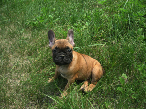 Photo №1. bouledogue - à vendre en ville de Kiev | 249€ | Annonce №2995