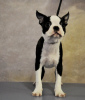 Photos supplémentaires: Chiots boston terrier à vendre