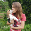 Photo №4. Je vais vendre beagle en ville de Штутгарт. annonce privée - prix - 473€