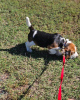 Photo №4. Je vais vendre beagle en ville de Savonlinna. annonce privée - prix - 360€