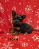 Photo №3. Adorables chiots Yorkiepoo. Allemagne