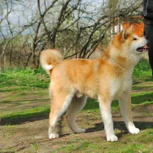 Photo №2 de l'annonce № 6471 de la vente akita (chien) - acheter à Fédération de Russie de la fourrière