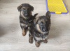 Photo №3. Chiots berger allemand. Ukraine