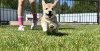 Photos supplémentaires: Chiots Welsh Corgi Pembroke