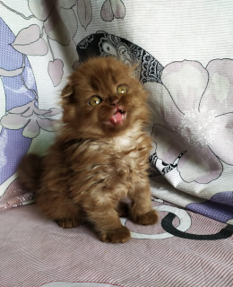 Photo №1. scottish fold - à vendre en ville de Donetsk | 550€ | Annonce № 6307