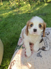 Photo №4. Je vais vendre cocker américain, cocker spaniel anglais, springer anglais, welsh springer spaniel, épagneul d'eau irlandais, chien d'eau espagnol, mâtin espagnol, cavalier king charles spaniel, cavalier king charles spaniel, clumber spaniel, épagneul russe, épagneul tibétain en ville de Helsinki.  - prix - 1000€