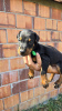 Photo №3. CHIOTS DOBERMANS. Serbie