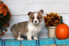 Photo №2 de l'annonce № 63543 de la vente welsh corgi - acheter à Grèce 