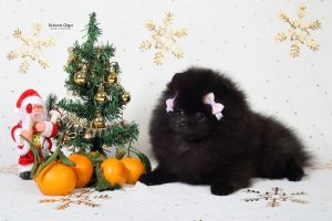 Photos supplémentaires: Chiots de Poméranie