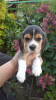 Photo №2 de l'annonce № 13044 de la vente beagle - acheter à Biélorussie annonce privée, éleveur