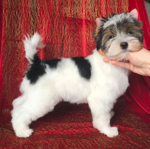 Photo №1. biewer yorkshire terrier - à vendre en ville de Минск | 1805€ | Annonce №4372