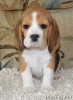 Photo №1. beagle - à vendre en ville de Северодонецк | 456€ | Annonce №7586