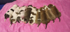 Photo №1. american staffordshire terrier - à vendre en ville de Bialystok | 1000€ | Annonce №13461