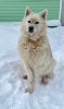 Photo №2 de l'annonce № 95834 de la vente chien bâtard - acheter à Fédération de Russie annonce privée