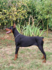 Photo №1. dobermann - à vendre en ville de Obrenovac | 1200€ | Annonce №114628