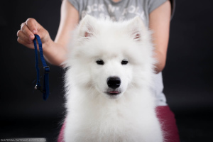 Photos supplémentaires: Samoyed. Montrer garçon