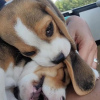 Photo №3. chiots beagle. Allemagne