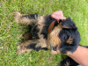 Photo №3. Teacup Yorkshire Terrier Puppy en adoption gratuite. Allemagne