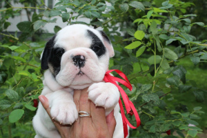 Photo №2 de l'annonce № 3263 de la vente bulldog anglais - acheter à Fédération de Russie éleveur