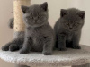 Photo №2 de l'annonce № 122103 de la vente british shorthair - acheter à USA 