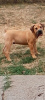 Photo №4. Je vais vendre mastiff en ville de Belgrade.  - prix - 300€