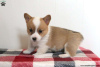 Photo №4. Je vais vendre welsh corgi en ville de Ypsos.  - prix - 660€